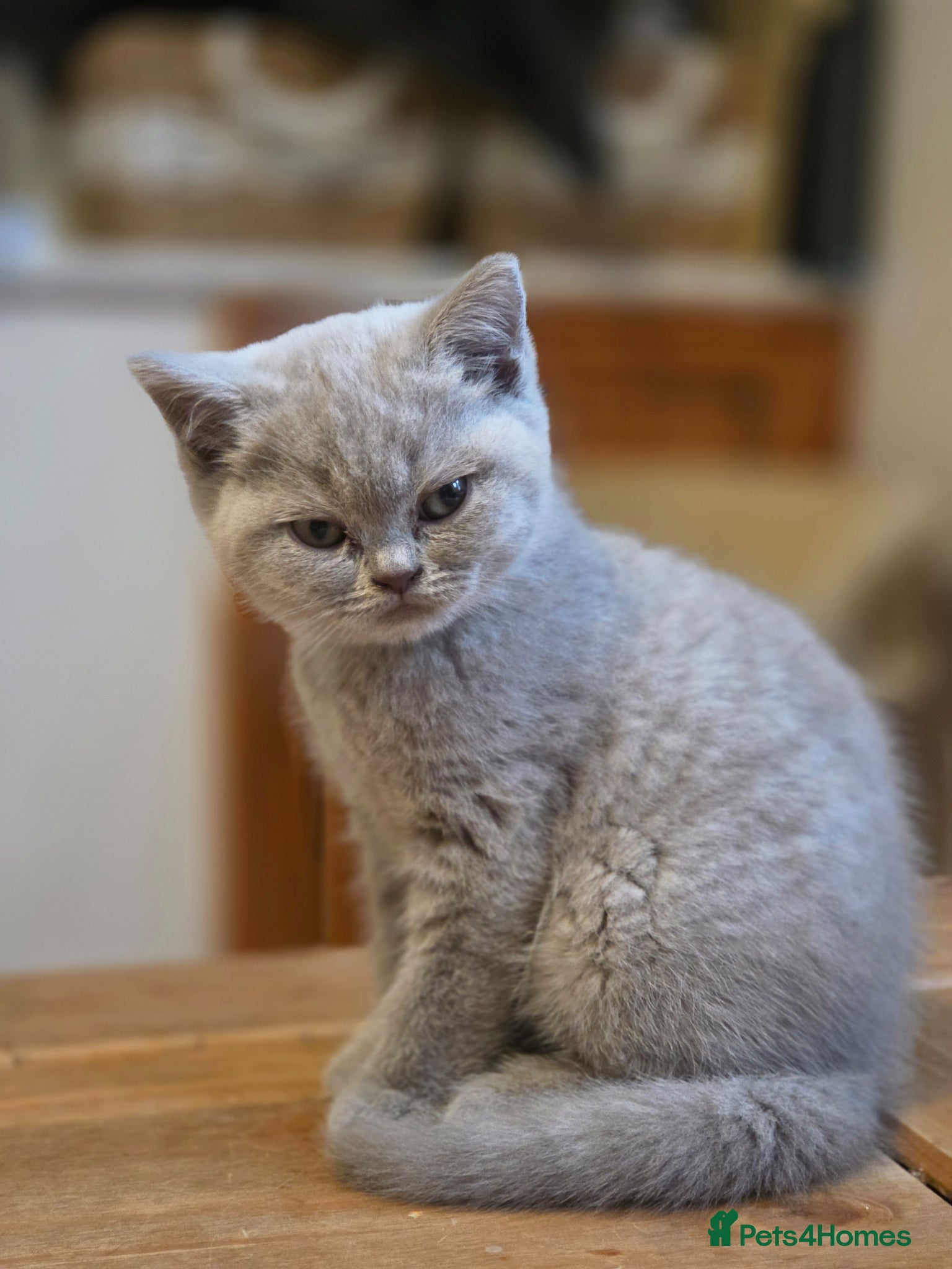 British Shorthair cats Stunning gccf lilac and chocolate females 🐾 - Advert 2