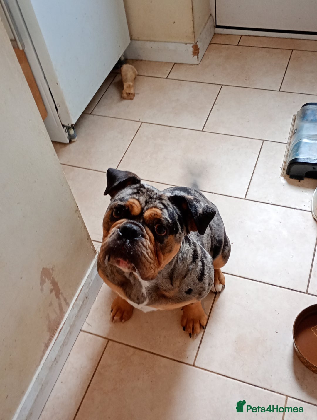 English Bulldog dogs for sale: Beautiful merle English bulldog  - Image 2