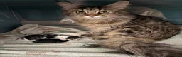 Maine Coon cats for sale: Maine Coon Mix Kittens!  in Alness - Advert 2