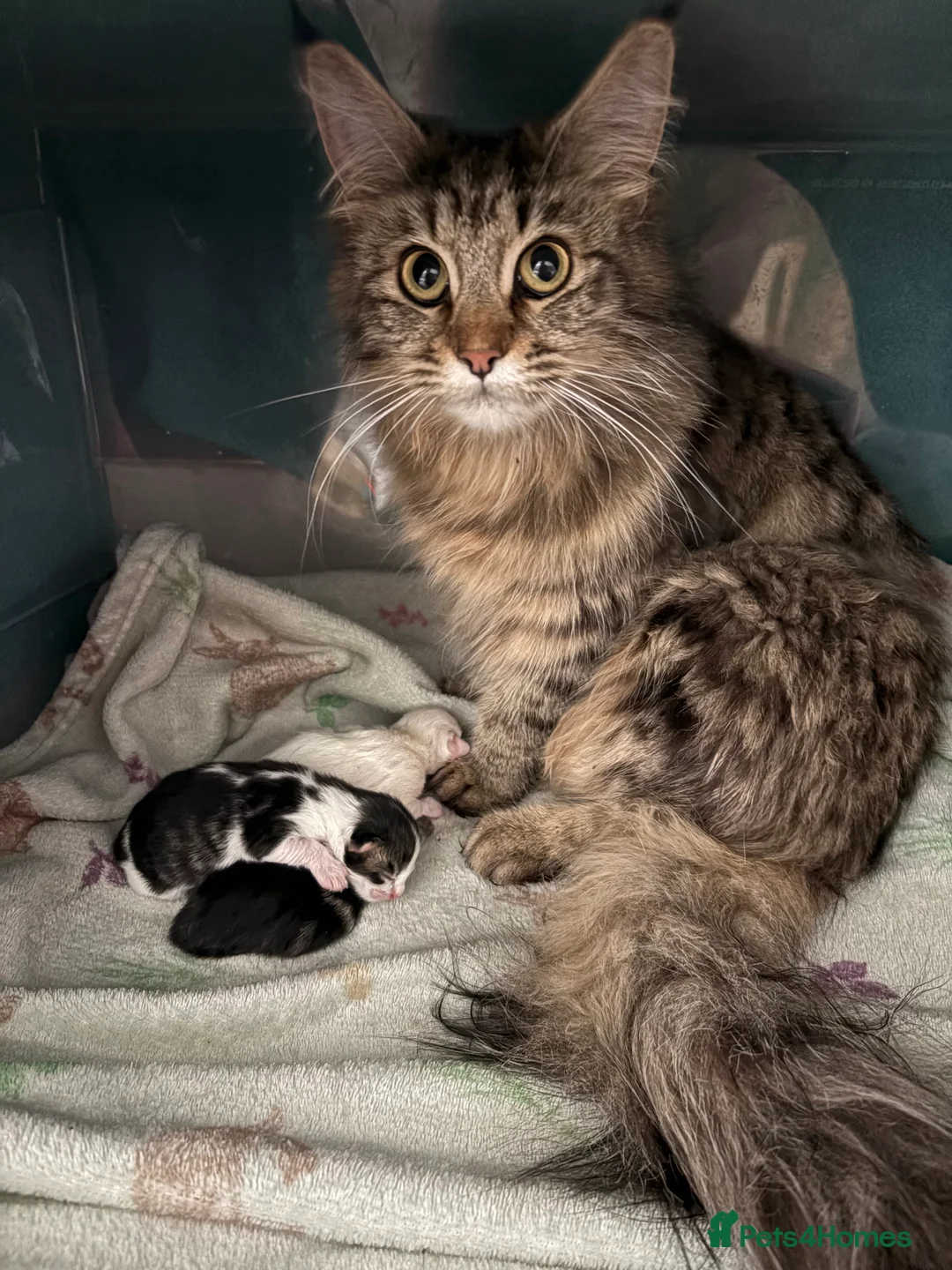Maine Coon cats for sale: Maine Coon Mix Kittens!  in Alness - Advert 2