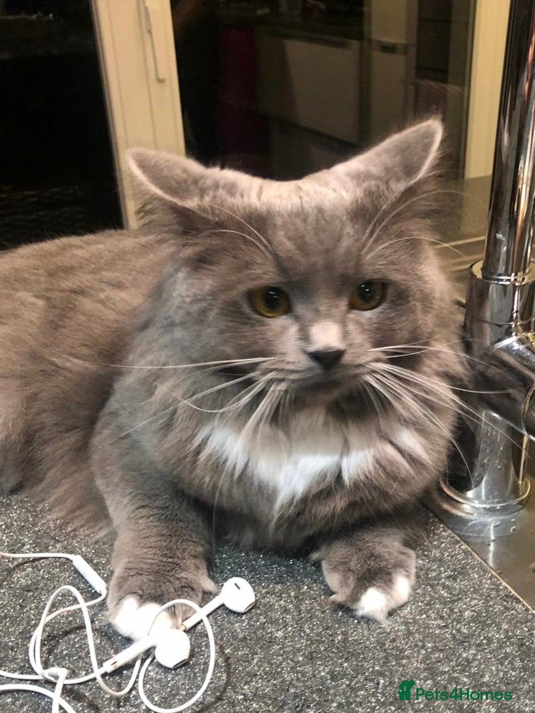 Mixed Breed cats for sale: Grey Long-Haired Female – British Blue Cross - Advert 3