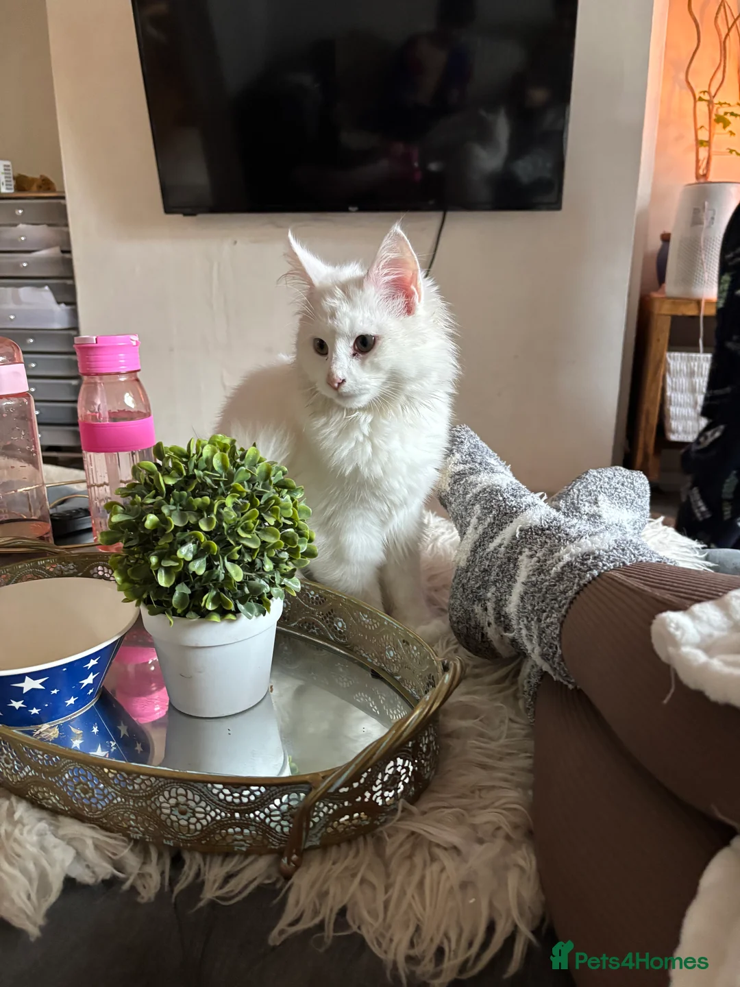 Maine Coon cats for sale: HUGE and BEAUTIFUL rare Maine coon kittens  - Advert 4