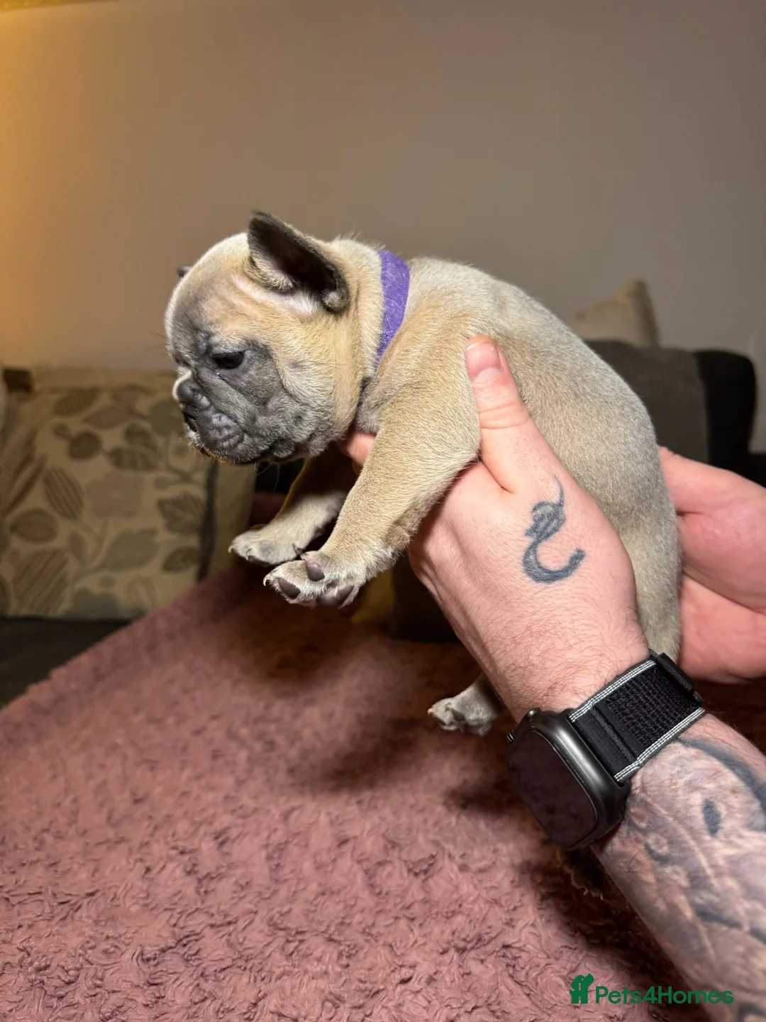 French Bulldog dogs for sale: French Bulldog puppies for sale 1 LEFT  - Advert 9