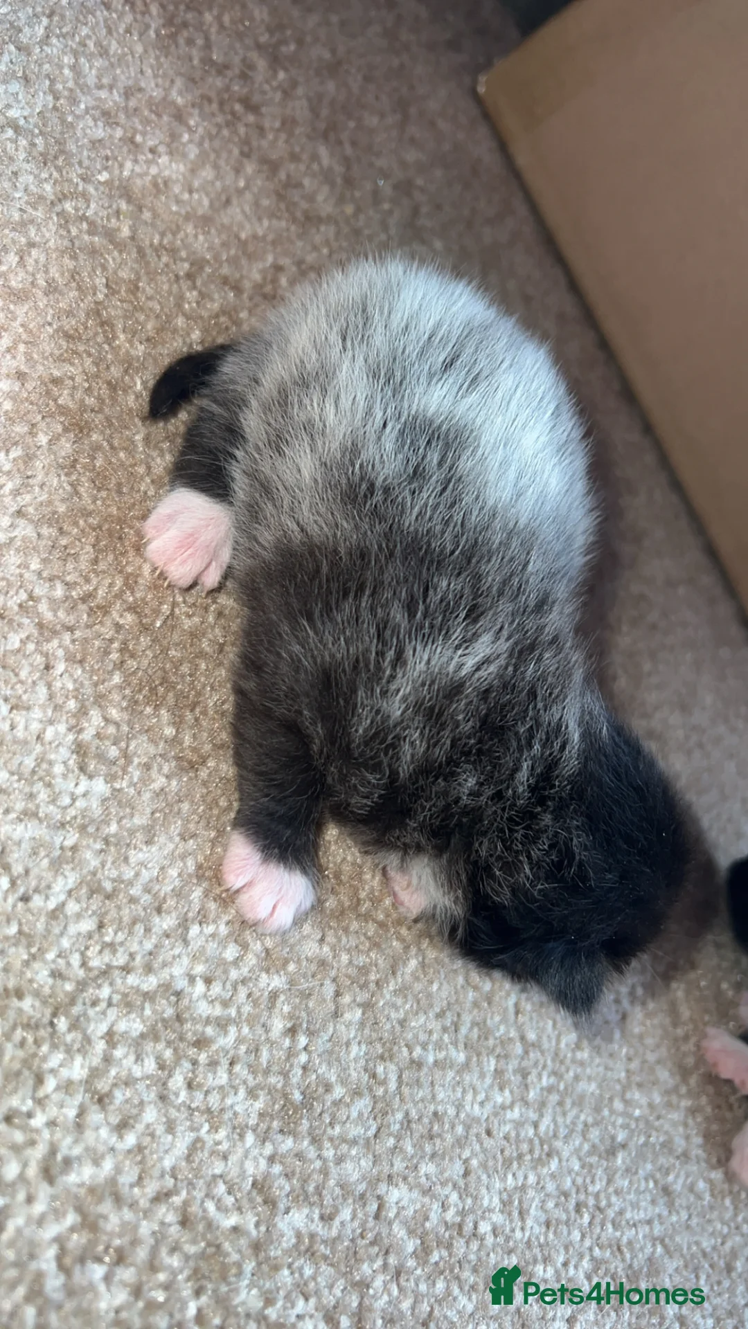 Maine Coon cats for sale: Main coon cross kittens - Advert 2