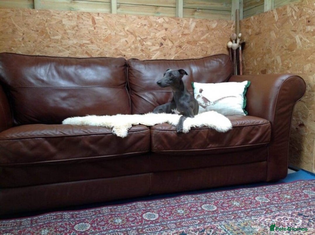 Whippet dogs for stud: BLUE PEDIGREE KC REGISTERED WHIPPET AT STUD in Salisbury - Image 14