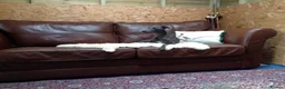 Whippet dogs for stud: BLUE PEDIGREE KC REGISTERED WHIPPET AT STUD in Salisbury - Advert 15