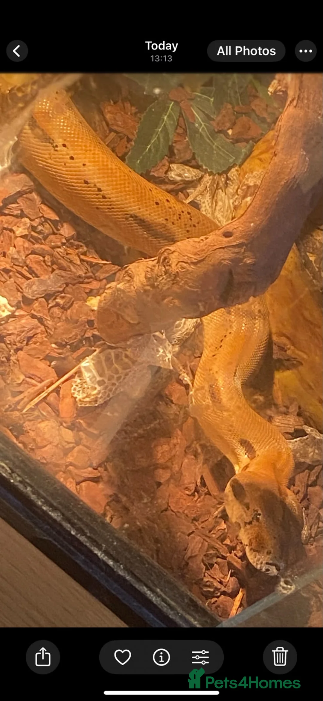 Boa Snake reptiles for sale: Boa snake and Vivarium  - Advert 1
