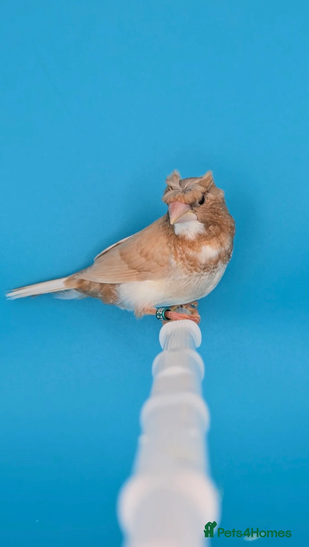 Finches birds for sale: Bengalese finches  - Advert 9