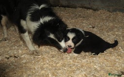 Border Collie dogs for sale: Border Collie puppies  - Image 9