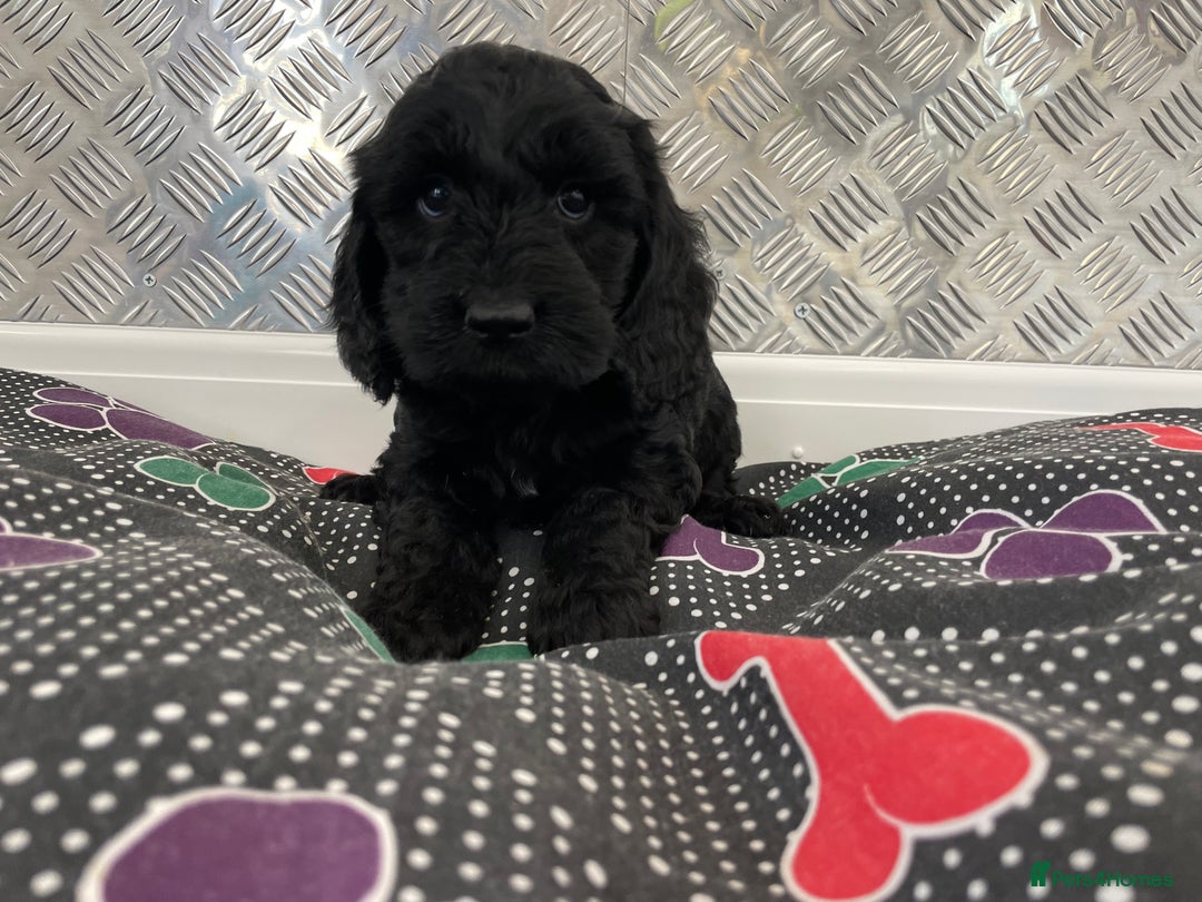 Cockapoo dogs for sale: F1 Cockapoo puppies for sale  - Image 29