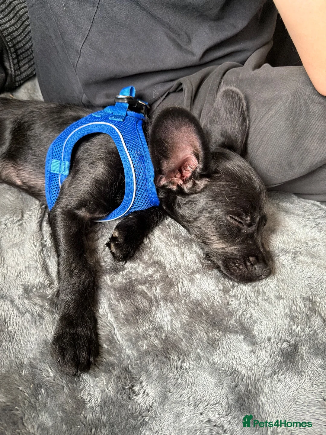 Mixed Breed dogs for sale: Puppy for sale - Advert 7
