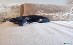 Jack Russell dogs for sale: Beautiful Jack russell puppy ( last one) - Image 8