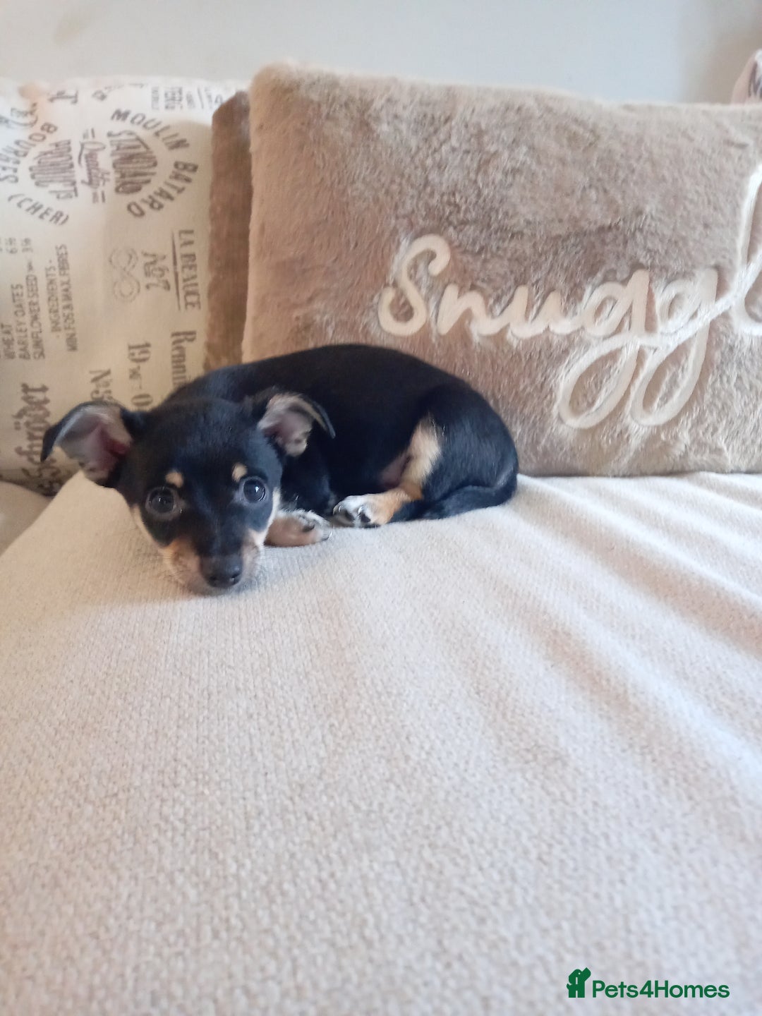 Jack Russell dogs for sale: Beautiful Jack russell puppy ( last one) - Image 8