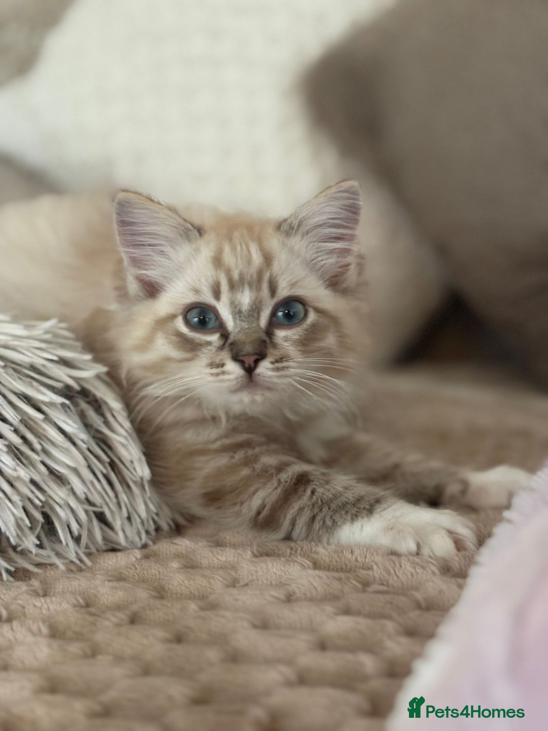 Ragdoll cats for sale: Ragdoll Kitten TICA chocolate tabby cherubim - Advert 18