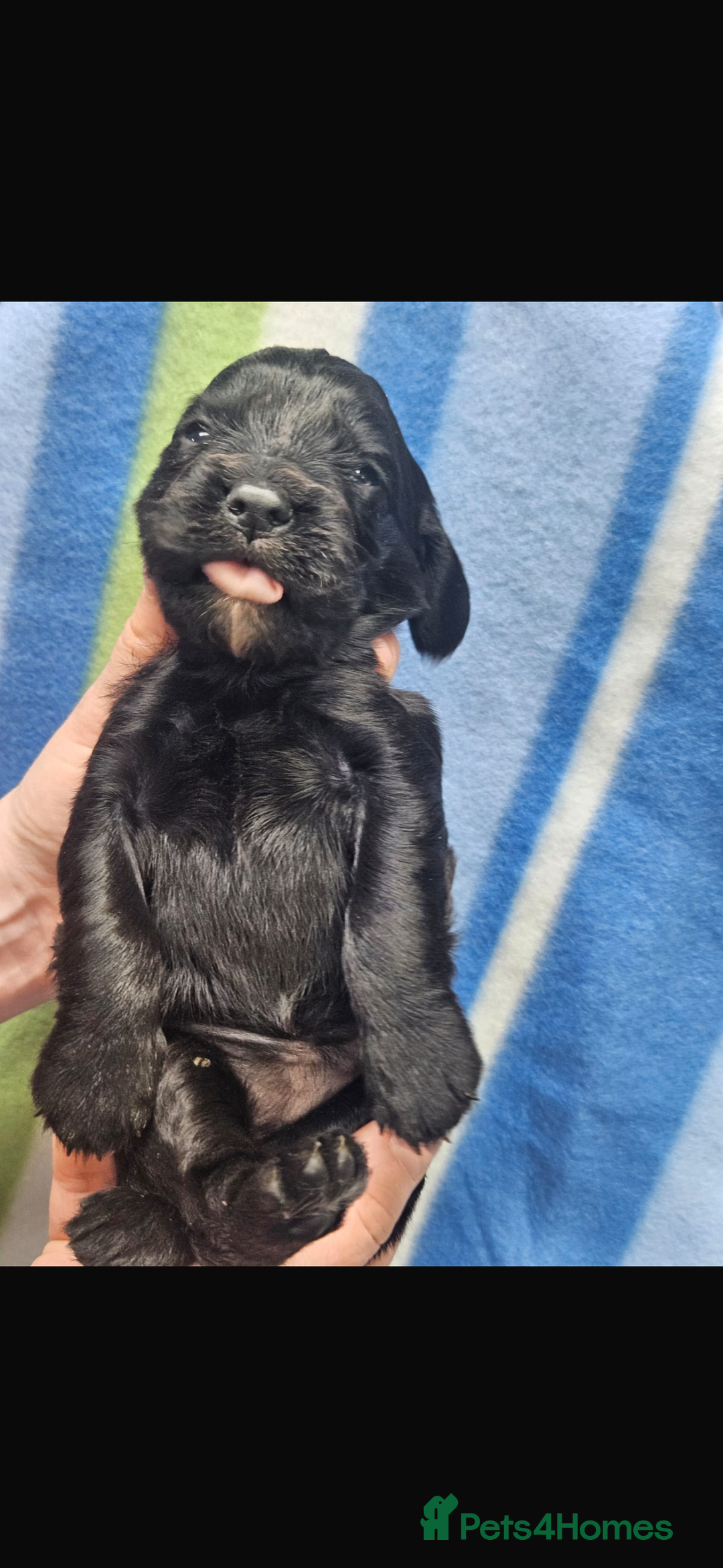 Cocker Spaniel dogs for sale: Cocker spaniels  in Beith - Image 6