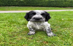 Sprocker dogs for sale: 🧡 Sprocker Puppies 💛 - Image 9