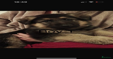German Shepherd dogs - Advert 1