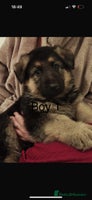 German Shepherd dogs - Advert 1