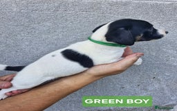 Jack Russell dogs for sale: Jack russell puppy's  - Image 2