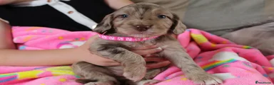 Cockapoo 1
