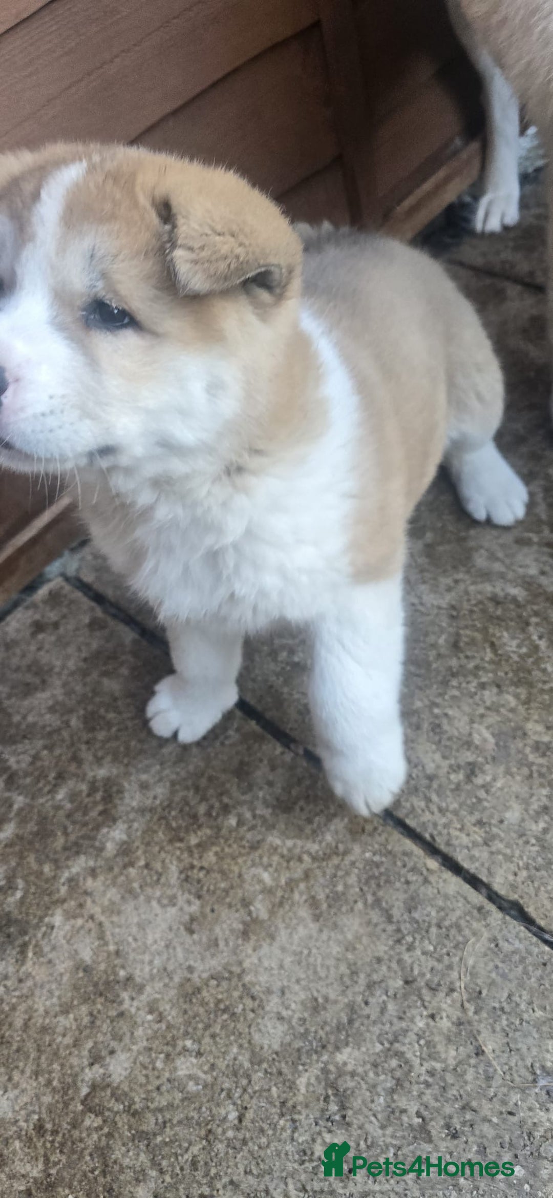 Akita dogs for sale: 2 female American akitas in need of a home!! - Advert 3