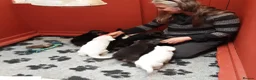 German Shepherd dogs for sale: Stunning KC reg German Shepherd pups - Advert 7