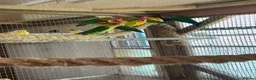 Lovebirds birds for sale: Beautiful Lovebirds For Sale - Advert 6