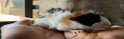 Guinea Pig rodents for sale: 2 bonded boy piggy’s for sale - Advert 6