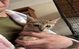 Bengal cats for sale: Gorgeous brown spot bengal kittens Sofa ready  - Image 10