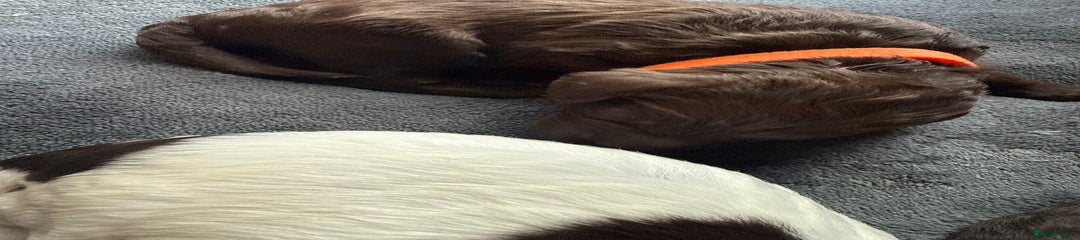 Sproodle Puppy 2- Orange 