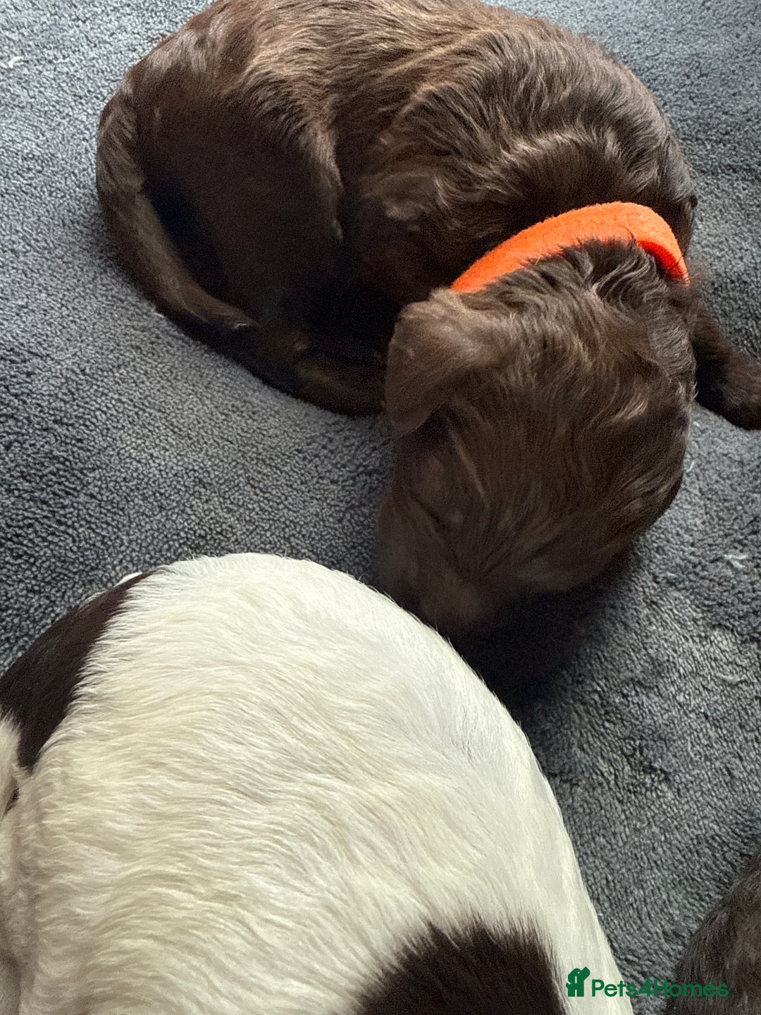 Sproodle dogs for sale:  Gorgeous F2 Sproodle Puppies – Family Raised  - Image 10