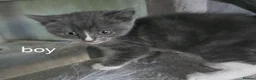 British Shorthair cats for sale: British shorthair x ragdoll - Advert 5