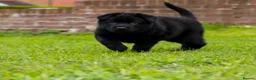 German Shepherd dogs for sale: Last 1 ** Elite Working GSDs – KC, Health Tested * - Advert 2