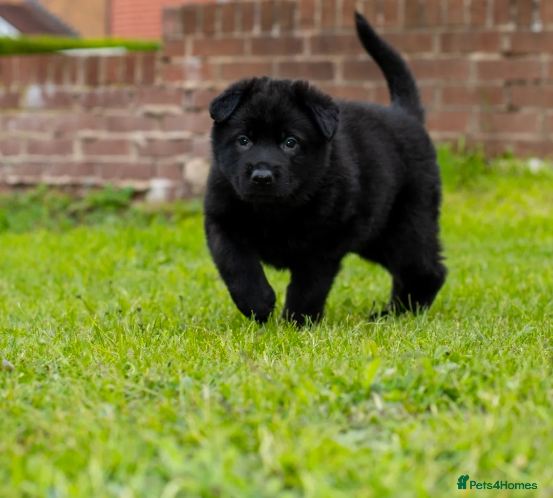 German Shepherd dogs for sale: Last 1 ** Elite Working GSDs – KC, Health Tested * - Advert 2