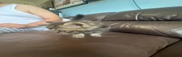 Scottish Fold cats for sale: Scottish fold  - Advert 7
