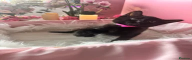 Egyptian Mau 3