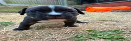 American Bully dogs for sale: OPEN TO OFFERS! ABKC ready now! - Advert 3
