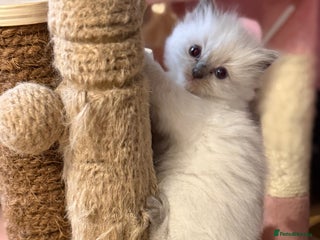 Ragdoll cats - Advert 15