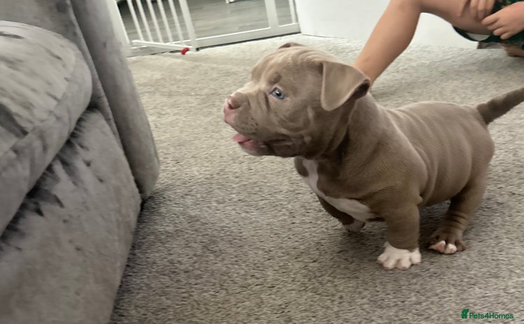 American Bully dogs - Advert 1