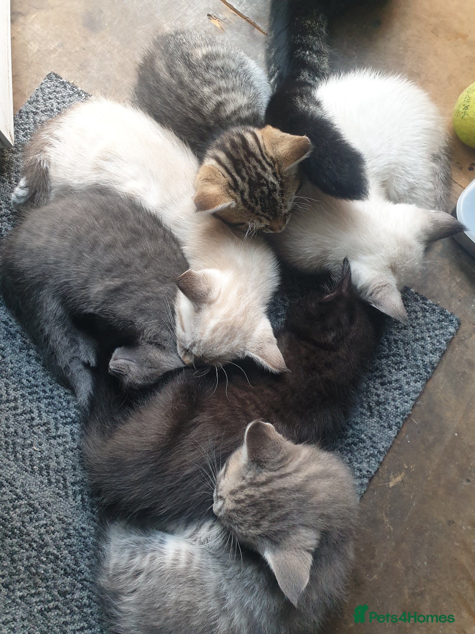 Mixed Breed cats for sale: Kittens for sale - Advert 1