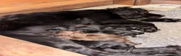 Sprocker dogs for sale: Sprocker puppies - Advert 12