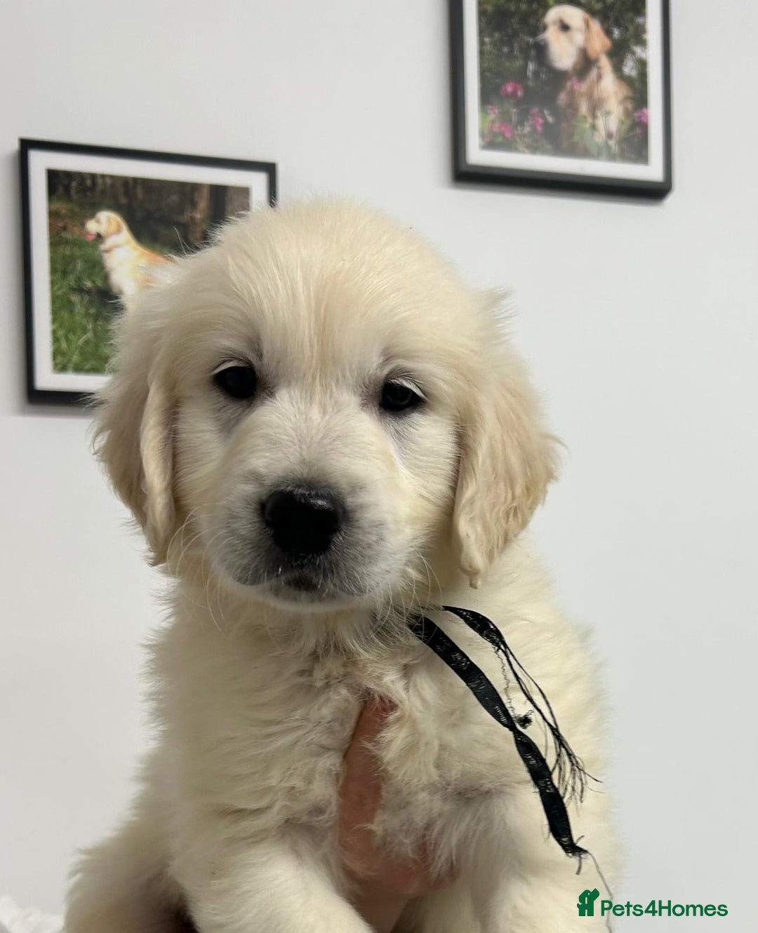 Golden Retriever dogs for sale: Wonderful happy golden retriever puppies  - Image 7