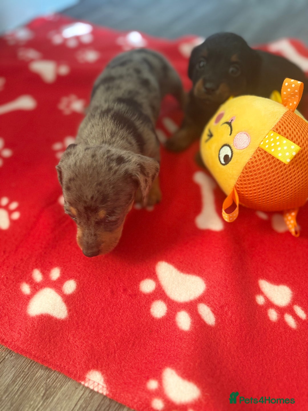 Miniature Dachshund dogs for sale: 5 playful miniature dachshund - Image 18