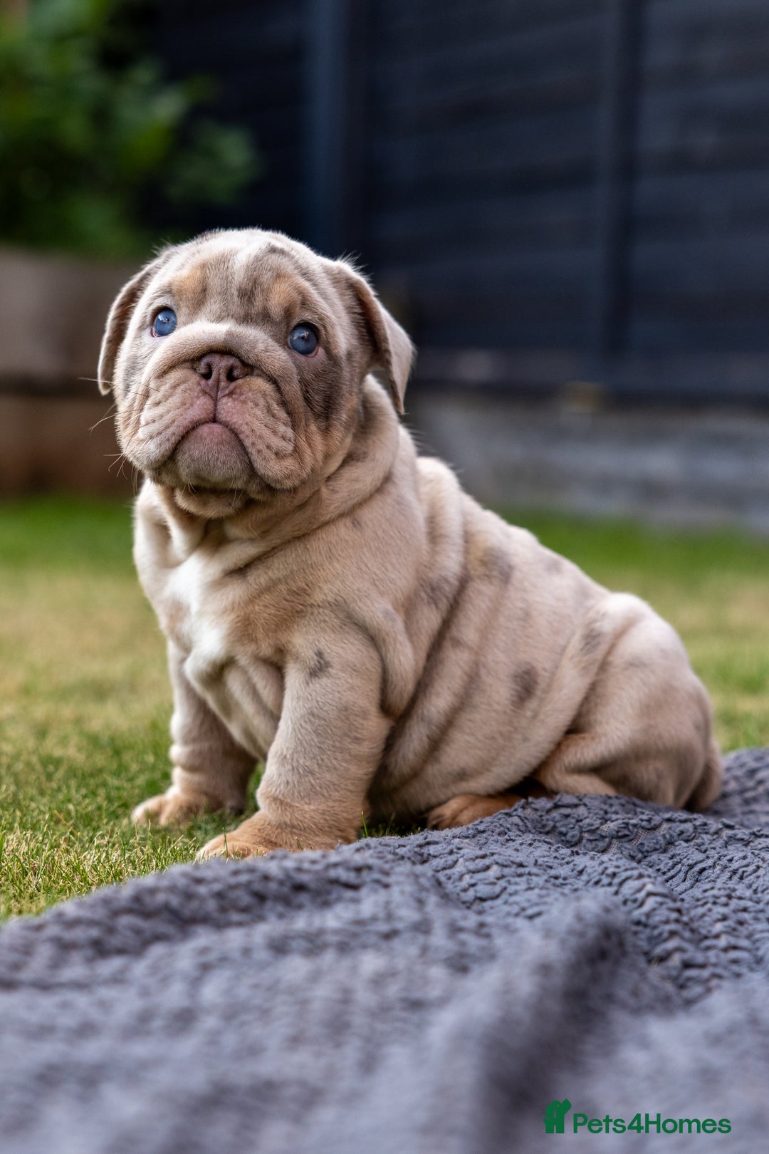 English Bulldog dogs for sale: English Bulldog puppies  - Image 3