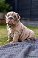 English Bulldog dogs - Advert 4