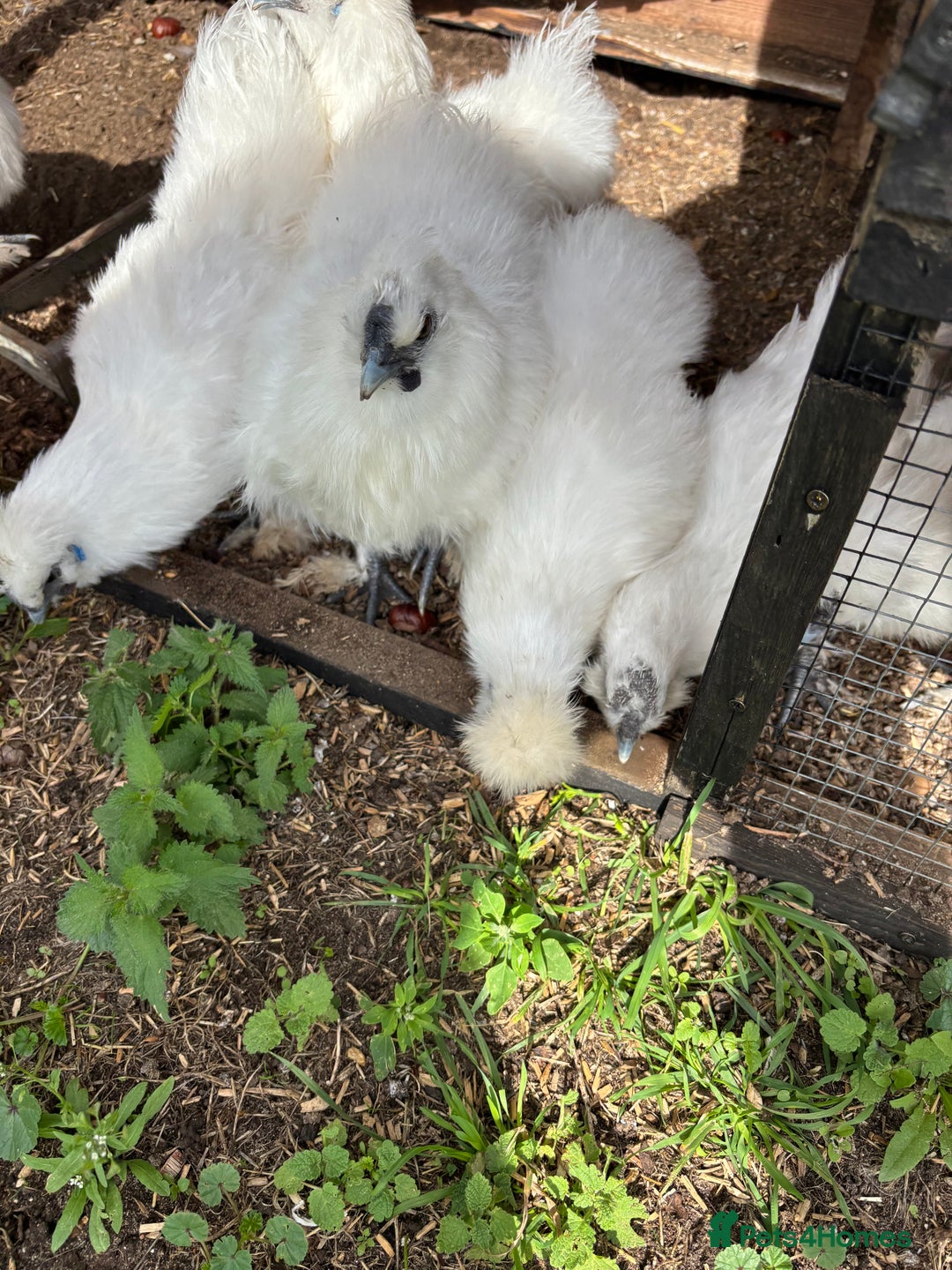 Chickens poultry for sale: White Silkies - Image 3