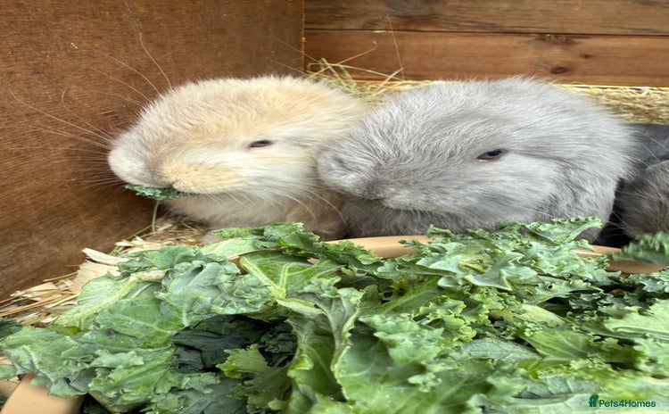 French Lop rabbits - Advert 3