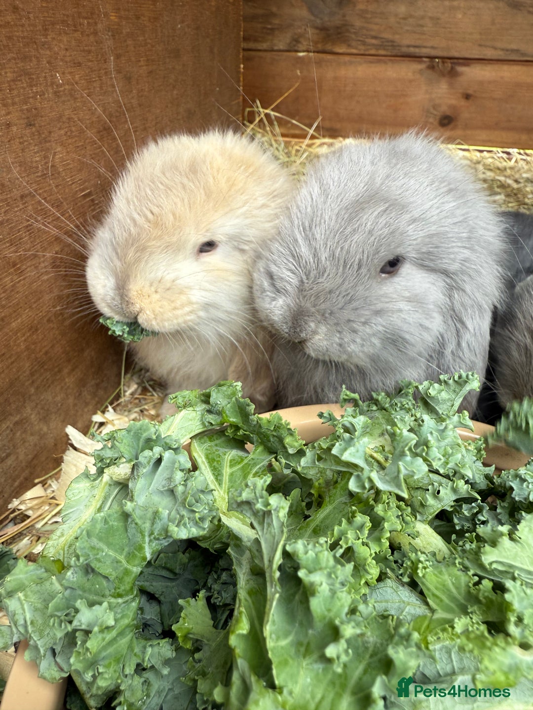 French Lop rabbits for sale: Stunning pure bred French lops  - Image 3