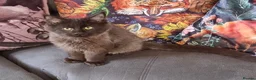 Maine Coon cats for sale: GCCF Pedigree Maine Coon Kittens for sale  - Advert 11