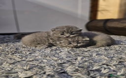British Shorthair cats for sale: Beautiful British blue kittens  - Image 5